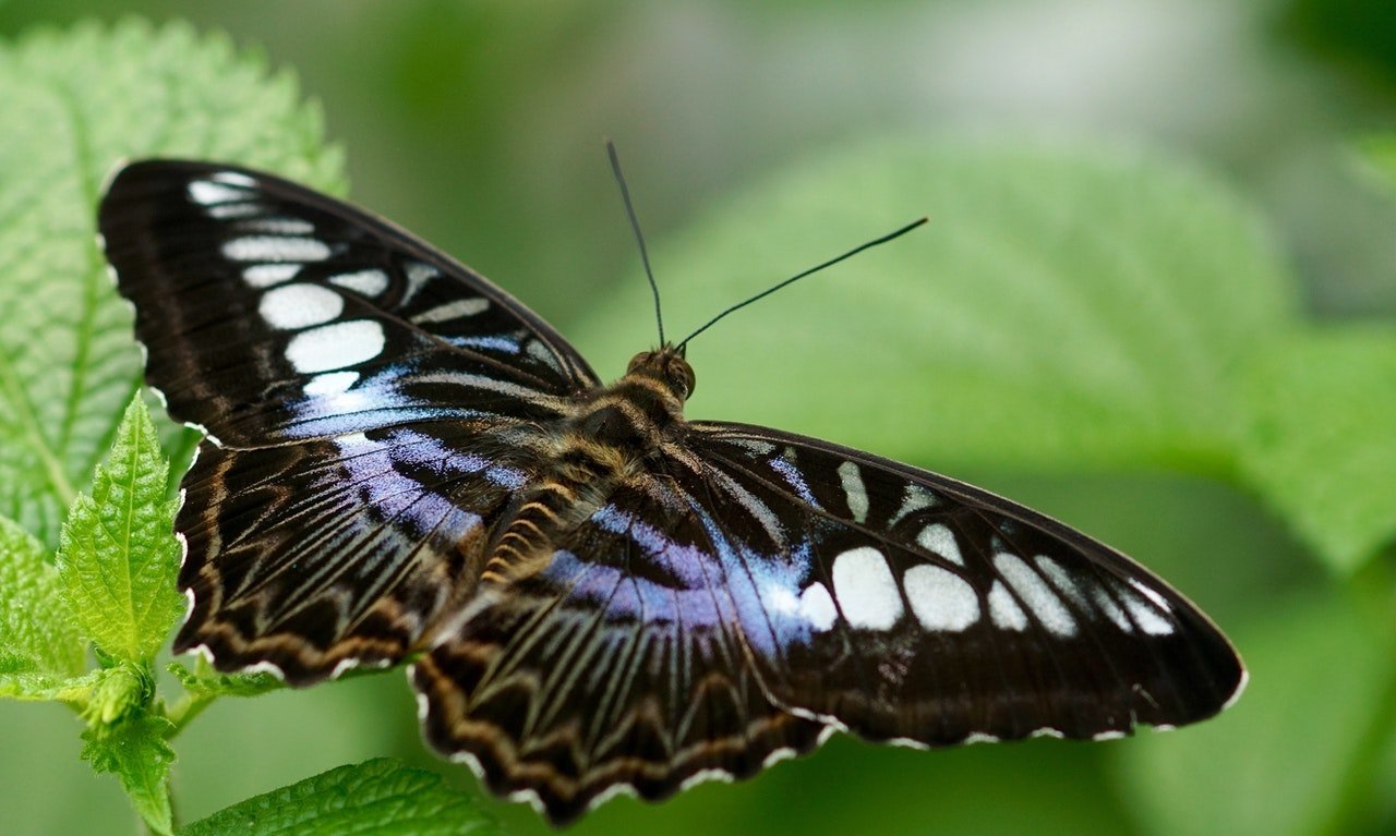 Biology for Senior Secondary School Class 1