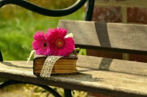 bank, gerbera, pink