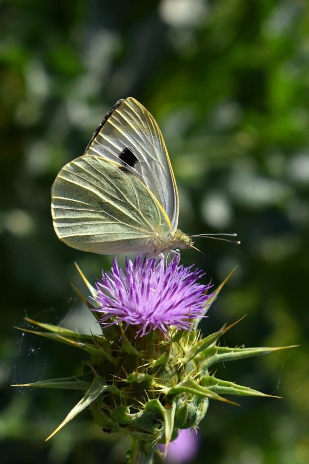 butterfly, pieris, insect